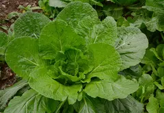 Mostarda Gigante - Broadleaf Florida Mustard