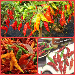 Pimenta Murupi- Capsicum chinense