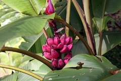 Banana Rosa - Musa velutina - comprar online