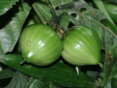 Mussalaria acuminata - Afrodisico africano - comprar online