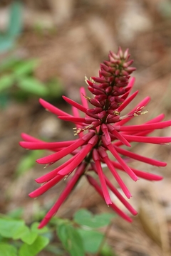 Mulungu Anão - Erythrina herbacea