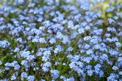 Não Esqueças de Mim - Myosotis sylvatica - Miosotis - comprar online