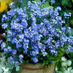 Não Esqueças de Mim - Myosotis sylvatica - Miosotis