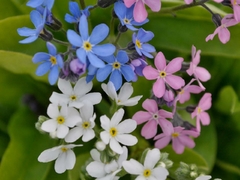 Não Esqueças de Mim Sortidas - Myosotis sylvatica - Miosotis - comprar online
