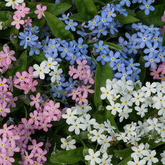 Não Esqueças de Mim Sortidas - Myosotis sylvatica - Miosotis - Plantamundo