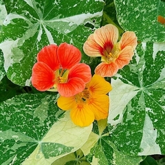 Capuchinha Variegada Sortida Alaska - Flor - PANC na internet