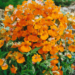 Nemesia Principe Orange - Flor - Plantamundo