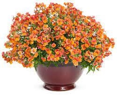 Nemesia Principe Orange - Flor