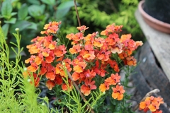 Nemesia Principe Orange - Flor - comprar online