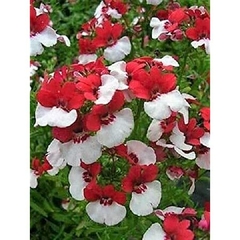 Nemesia Saint George - Nemesia strumosa - Flor - Plantamundo