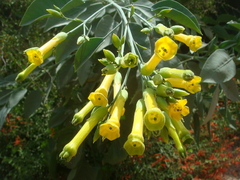 Palan Palan - Tabaco Selvagem Tabaco arbóreo - Nicotiana glauca na internet