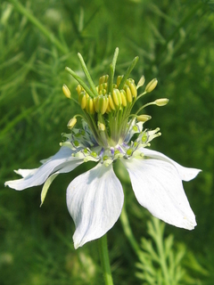 Cominho Pteto - Nigella sativa
