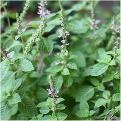 Tulsi - Manjericão Sagrado - Ocimum sanctum - Ocimum tenuiflorum - comprar online