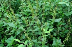 Alfavaca do Mato - Planta atroverã - Ocimum selloi