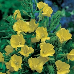 Prímula - Erva Dos Burros - Oenothera Biennis - Flor
