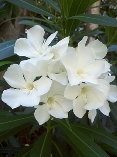 Espirradeira Branca - Oleander Branco - Nerium oleander - Flor - comprar online