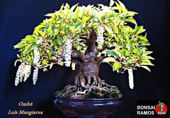 Kit Bonsai