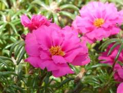 Once Horas Dobrada - Portulaca grandiflora - comprar online