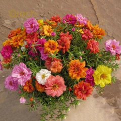 Once Horas Dobrada - Portulaca grandiflora