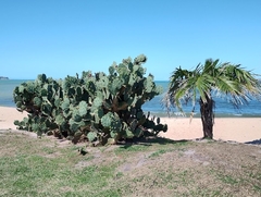 Figo da Praia - Opuntia monoacantha - Frutífera - Cerca Viva