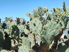 Figo da Praia - Opuntia monoacantha - Frutífera - Cerca Viva - comprar online