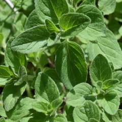 Oregano Grego - Origanum vulgare subs. hirtum - Erva culinária