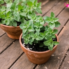 Oregano Grego - Origanum vulgare subs. hirtum - Erva culinária - comprar online