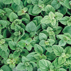 Oregano Grego - Origanum vulgare subs. hirtum - Erva culinária na internet