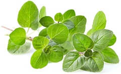 Oregano Italiano Verdadeiro - Erva culinária na internet