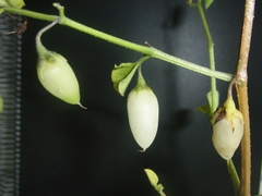 Imagem do Ovo De Galo - Ovinho - Salpichroa origanifolia - Fruta Nativa 1000% + Ferro Q o Açai
