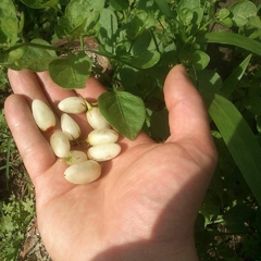 Ovo De Galo - Ovinho - Salpichroa origanifolia - Fruta Nativa 1000% + Ferro Q o Açai na internet