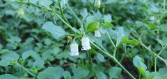 Ovo De Galo - Ovinho - Salpichroa origanifolia - Fruta Nativa 1000% + Ferro Q o Açai - comprar online