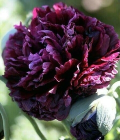 Papoula Peonia Negra - Black Peony Poppy - Papaver peaoniflorum - Sementes na internet
