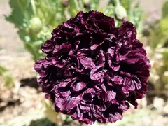 Papoula Peonia Negra - Black Peony Poppy - Papaver peaoniflorum - Sementes - comprar online