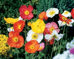 Papoula Colorida - Papoula da Islândia - Papaver nudicaule - Sementes