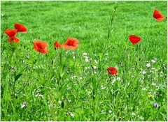 Papoula das Searas - Papoula Vermelha - Papoila - Papaver rhoeas - comprar online