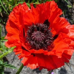 Papoula Gigante Beauty of Livermere - Papaver orientale