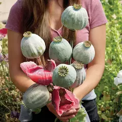 Papoula Bowling Ball - Papaver somniferum - Flor - Artesanato - Sementes