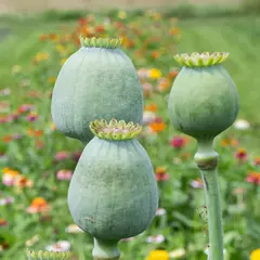 Papoula Bowling Ball - Papaver somniferum - Flor - Artesanato - Sementes na internet