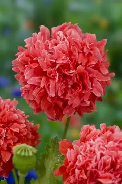 Papoula Peonia FROSTED SALMON - Frosted Salmon Peony Poppy - Papaver peaoniflorum - Sementes - comprar online