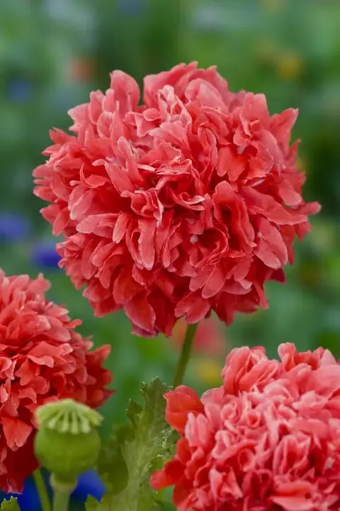 Papoula Peonia FROSTED SALMON - Frosted Salmon Peony Poppy - Papaver peaoniflorum - Sementes - comprar online