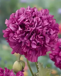Papoula Purple Peonia - Papaver peaoniflorum - Sementes - comprar online