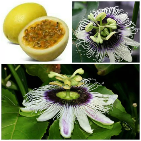 Maracujá Amarelo Azedo Gigante - Passiflora edulis var. flavicarpa