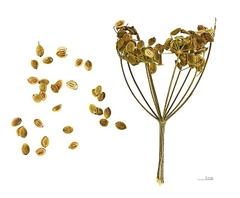Chirivia - Pastinaca sativa - comprar online