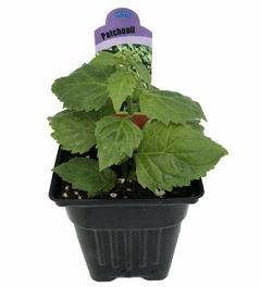 Patchouli Verdadeiro - Pogostemon cablin - MUDAS