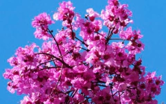 Pau Rosa - Cega machado - Resedá Nacional - Physocalymma scaberrimum