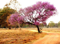 Pau Rosa - Cega machado - Resedá Nacional - Physocalymma scaberrimum na internet
