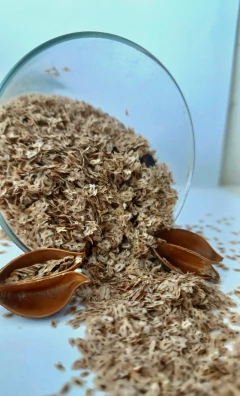 Imagem do Kiri - Paulownia tomentosa - 600 sementes