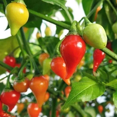 Pimenta Peito de Moça - Todo o sabor sem ardor