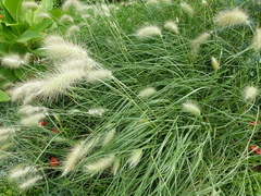 Combo de Capim dos Texas Branco e Roxo - Pennisetum sp - loja online